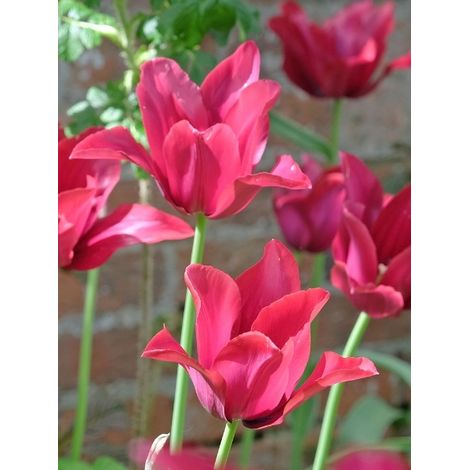 Tulipe Fleur de Lis 'Merlot' Bulbe calibre 11+ (par 10) (1/2)