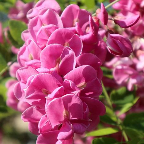 Robinia Margaretta Georgia da Torino, Acacia, Robinier/Pot de 15L - Baliveau