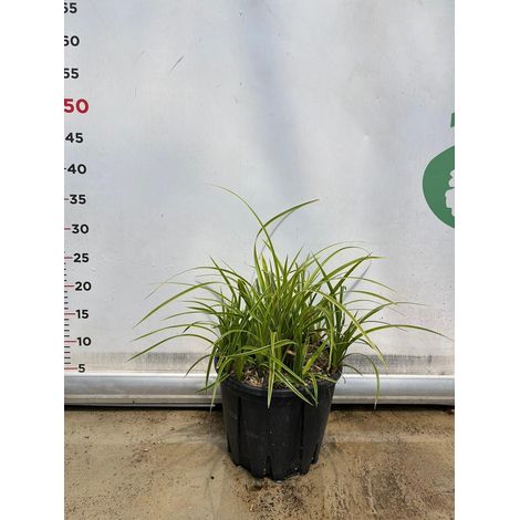 CAREX OSHIMENSIS 'EVERGOLD' pianta graminacea erbacea perenne