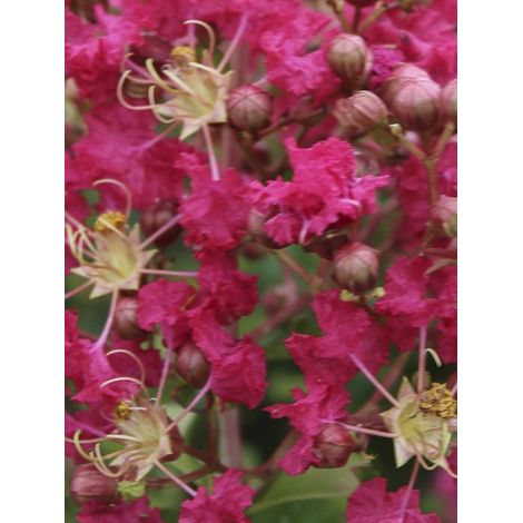 Lilas des Indes 'Margaux' Pot de 3L/4L