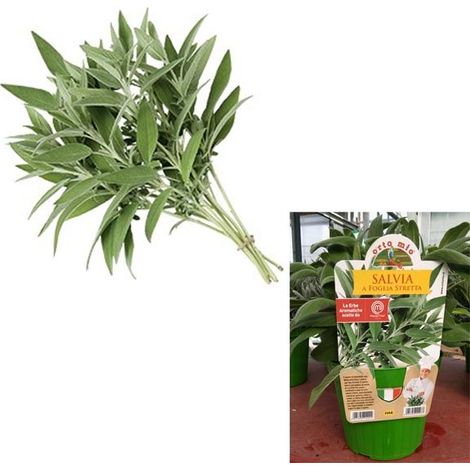 1 PIANTA DI SALVIA A FOGLIA STRETTA VASO 14CM MASTERCHEF (1/2)