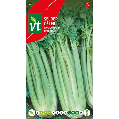 Cèleri Vert Pascal - Ca. 2 gr (Livraison Gratuite) (1/2)
