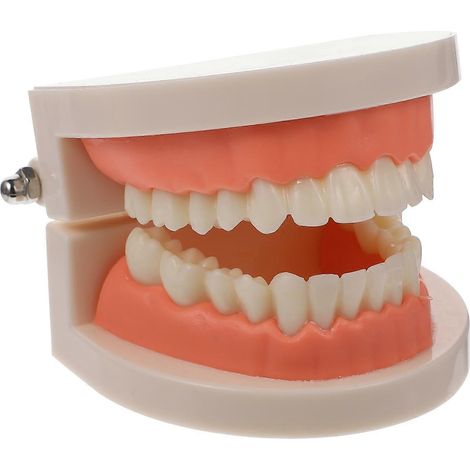Modèle de dentier standard pour enfants (1 pièce) - Matériel pédagogique et d'étude-8X6.5CM-Pink (1/3)