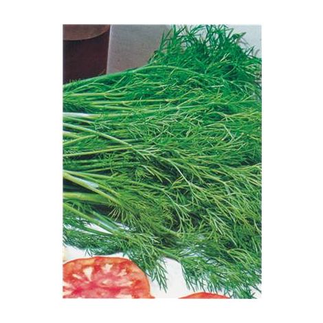 ANETH - Graines de légumes - 2 G