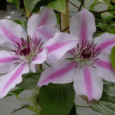 Clematite - Clematis Nelly Moser 70cm (1/4)