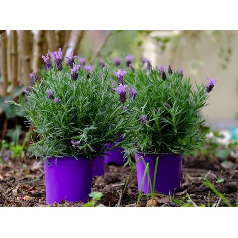 Lavanda "Lavandula angustifolia officinalis" pianta aromatica in vaso ø18 cm (1/5)