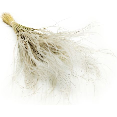 Stipa seca - Stipa pennata - Natural (1/5)
