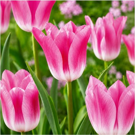 Tulipe Royal Ten Sgaravatti 5 bulbes roses, grande floraison printanière décorative pour massifs et bouquets - 618117 (1/3)