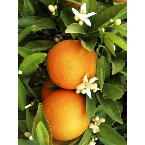 Oranger 'Washington Navel' Pot de 4L/5L, 1/4 de tige