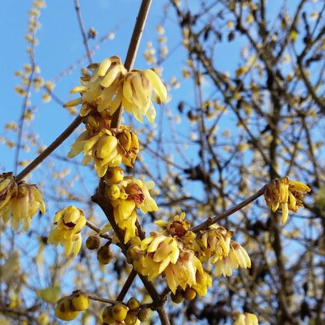 Calycanthus (sin. Chimonanthus) praecox - calicanto d'inverno - alveolo forestale (1/2)