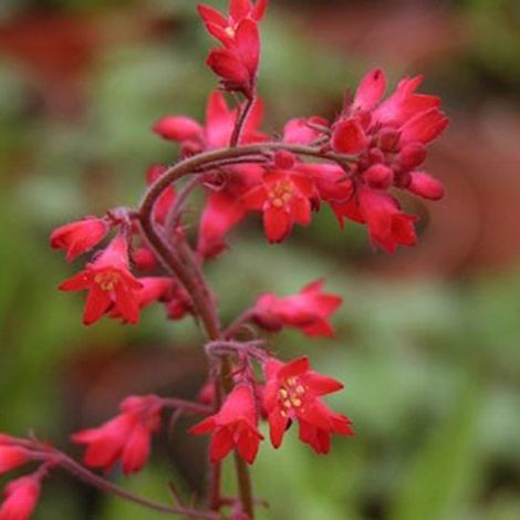 4 x Heuchère  - Heuchera brizoides 'Pluie De Feu'  - godet 9x9