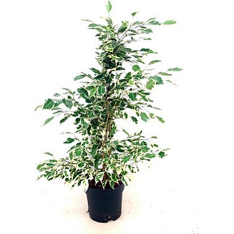 Planta Natural de Ficus Twilight en Maceta M17