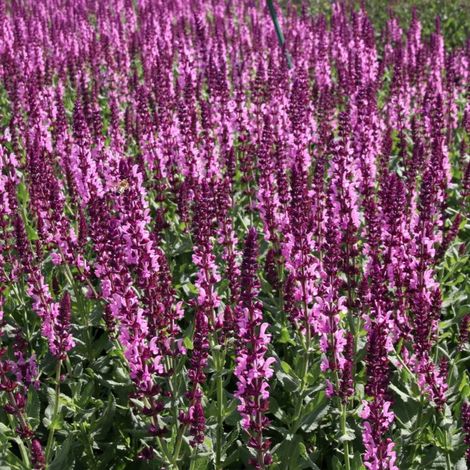 Salvia Nemorosa Sensation Pink in vaso da 14cm