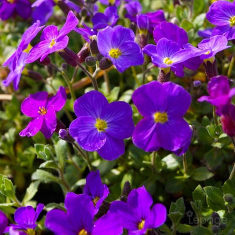 Pépinières Naudet – 3 Aubriètes Royal Violet – Plante vivace fleurie – Couleur violette – Hauteur à maturité 10-30cm – Excellente résistance au froid jusqu'à -15°C