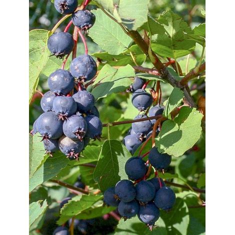 Amélanchier à feuilles d'aulne 'Thiessen' Pot de 2L/3L (1/5)