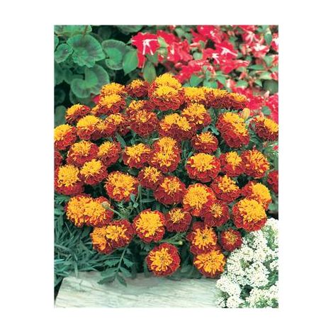 Oeillet d'Inde Spry Colerette – Graines de fleurs à fleurs doubles naines – Coloris jaune, orange, cuivré – Plante annuelle pour massifs ensoleillés – Fabre Graines