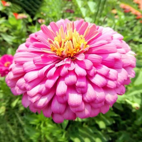 1000 graines de zinnia Zinnias aux couleurs éclatantes, pour les jardins de pollinisation,massifs et plantes en pot Faciles à cultiver, rose (1/5)
