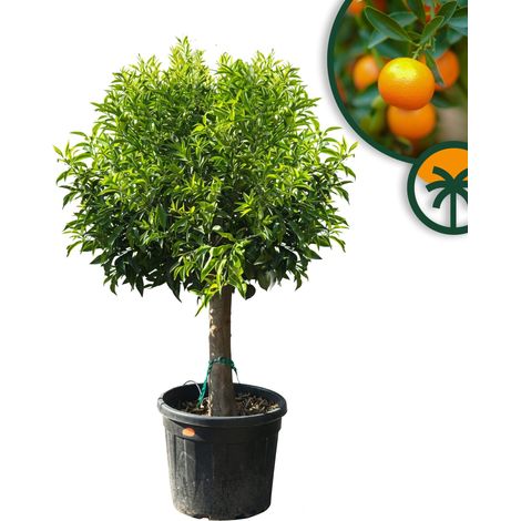 Mandarinier – 25 ans – Citrus Reticulata – Mandarin Tree – Plante (1/5)