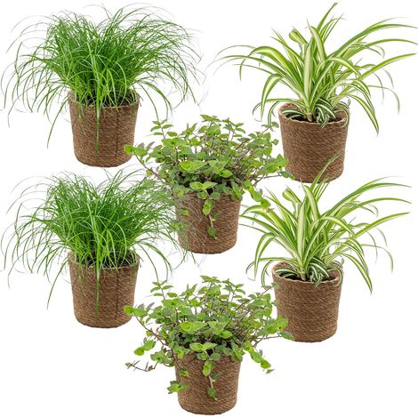 Bloomique - Lot de 6 - Plantes sans danger pour les animaux - Chlorophytum, Cyperus, Callisia - Plantes d’intérieur - Hauteur 20-30 cm - Panier en jonc de mer 12 cm