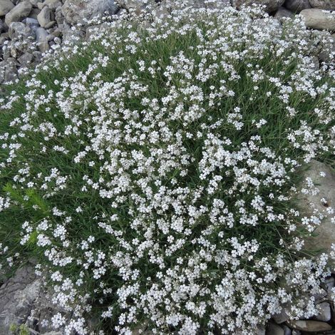 Gypsophile rampante | Conditionnement: Lot de 3 godets