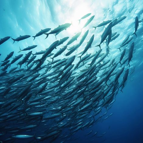Tableau sur toile banc de poissons 90x90 cm - Impression sur Toile Murale Décorative - Image imprimée en HD sur Toile - Toile sur Châssis en Bois FSC - Fabriqué en France (1/5)
