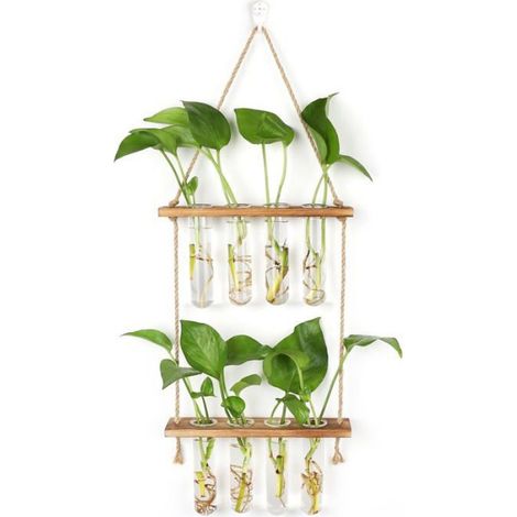 Station de Propagation avec Support en Bois Vase Mural avec 8 Tubes à Essai en Verre Suspendu (1/4)