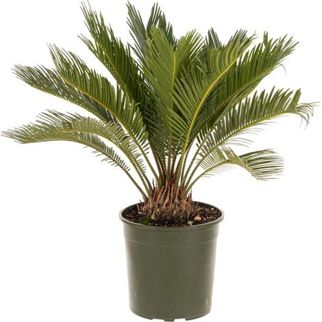 Cycas Revoluta