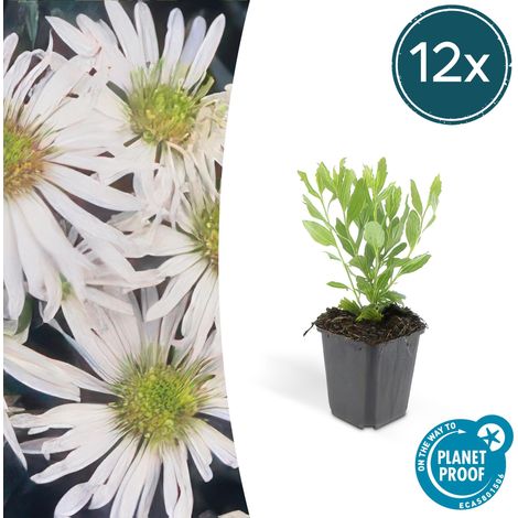 Lot de 12 Aster ageratoides 'Ashvi' Plantes Vivaces Fleurs Blanches Jardin Soleil Ø9cm - PANGIVO (1/5)
