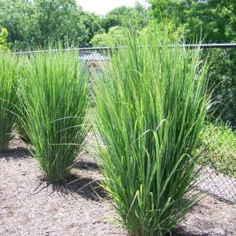6 plants de panic érigé (Panicum virgatum 'Northwind') en pot de 9 x 9 cm, d'une hauteur de 5 à 10 cm. (1/5)