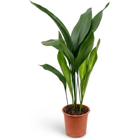 Bloomique - Aspidistra Elatior - Plante de fer - Plante à feuillage - Plante d'intérieur - Convient également aux endroits sombres - Sans danger pour les animaux - Facile d'entretien - Hauteur 45-50 c (1/5)