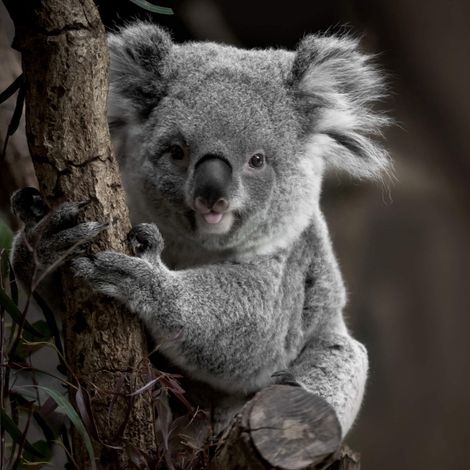 Tableau sur verre koala 45x45 cm - Impression sur Verre - Image HD imprimée sur Verre - Tableau mural décoratif en verre - Finition Brillante - Fabriqué en France (1/5)
