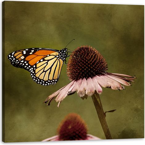Leinwanddruck Botanik Schmetterling Blume 40x40 cm