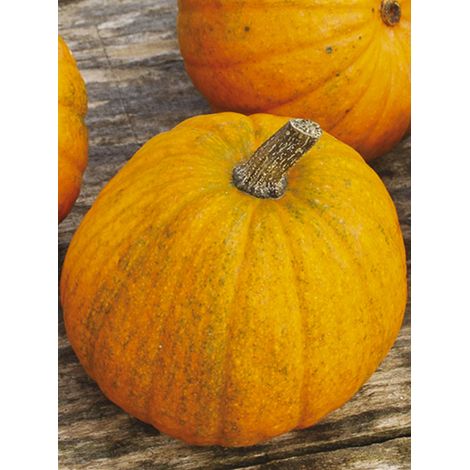 Courge 'Petite sucrée' le sachet de 15 graines environ (2g)