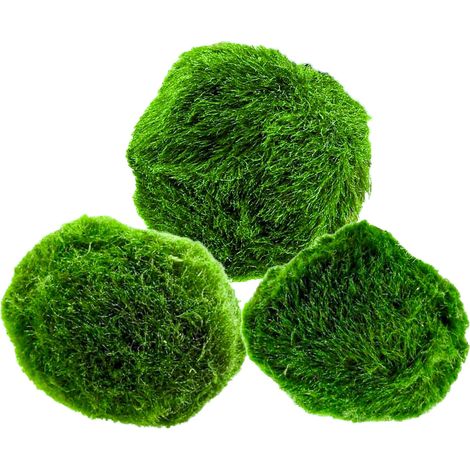 AquaBreedingSkill – Grand Format 4–5 cm – Lot de 3 Marimo Moss Balls – Plante Aquarium Vivante Naturelle, Filtre Biologique (1/5)