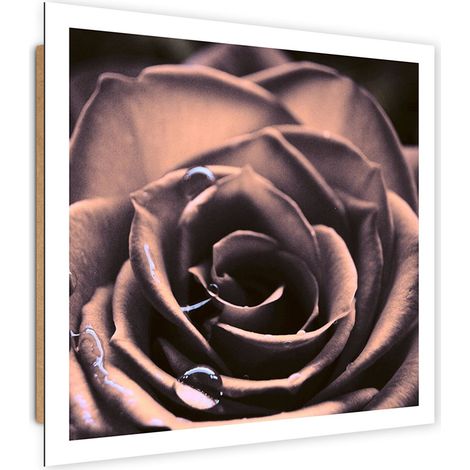 Quadro deco panel, Gocce d'acqua su una rosa - 40x40 (1/5)