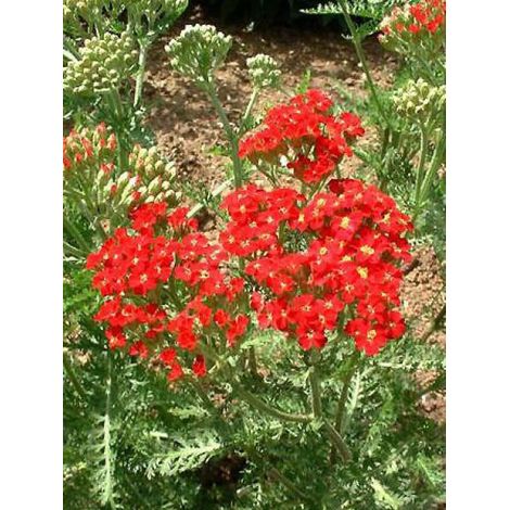 Achillée millefeuille 'Paprika' Godet de 7/8 cm