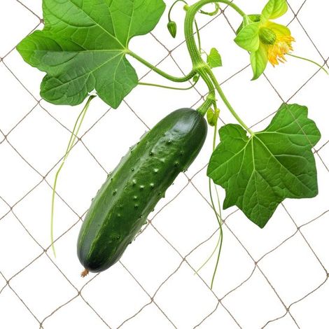 Filet pour plantes grimpantes - jute - plantes grimpantes - 2 x 5 m (1/5)