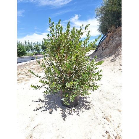 MYRTUS COMMUNIS CESP.30