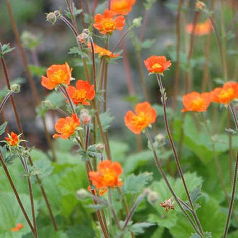 4 x Benoîte - Geum coccineum 'Borisii' - godet 9x9 cm