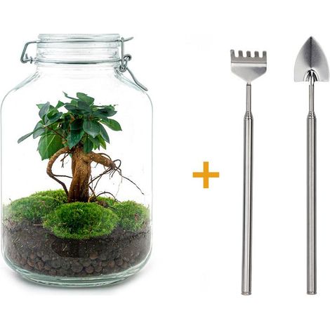 Kit Terrarium DIY Ficus Ginseng Bonsaï avec Râteau et Pelle - Bocal en Verre Ø 18 x 28 cm - PANGIVO (1/4)