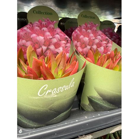 Crassula capitella ‘Campfire’ vaso 14 cm – Succulenta