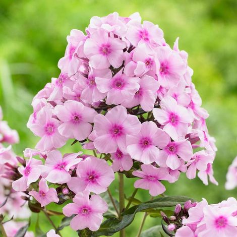 4 x Phlox paniculé - Phlox paniculata 'Bright Eyes' - godet