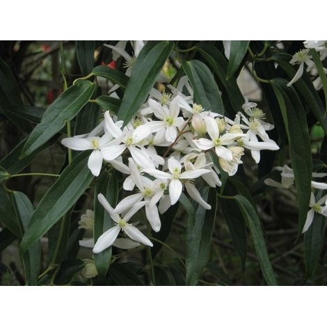 Gardenaria Clematis armandii 'Snowdrift' - Pianta rampicante ornamentale da esterno - Altezza: 100/125 cm (vaso19) (1/3)