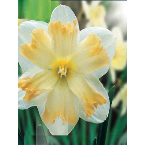Narcisse à couronne 'Changing Colors' Bulbe calibre 12+ (par 5) (1/3)