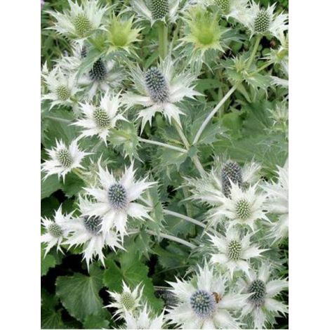 Panicaut géant Godet de 8/9 cm (1/4)