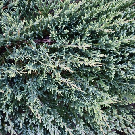 Genévrier écailleux Blue Carpet - Juniperus squamata Blue Carpet 20/30cm Pot 2,5L (1/4)