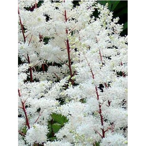 Astilbe d'Arends 'Rock and Roll' Racines nues, Qualité Extra équivalant à un pot de 2L