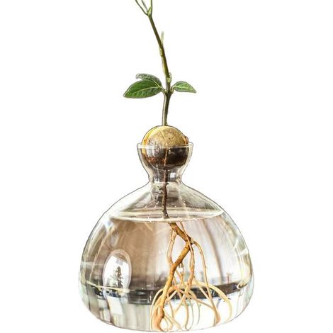 Vase Verre Avocat - Transparent Pour Germination Hydroponique - Décoration Bureau Jardinage Intérieur - 1 Pièce (1/5)