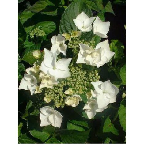 Hortensia 'White Wave' Pot de 2L/3L (1/2)