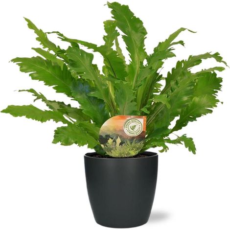 Asplenium Campio fougère d’intérieur avec pot, D18x17 cm, anthracite, hauteur env. 50 cm - PANGIVO